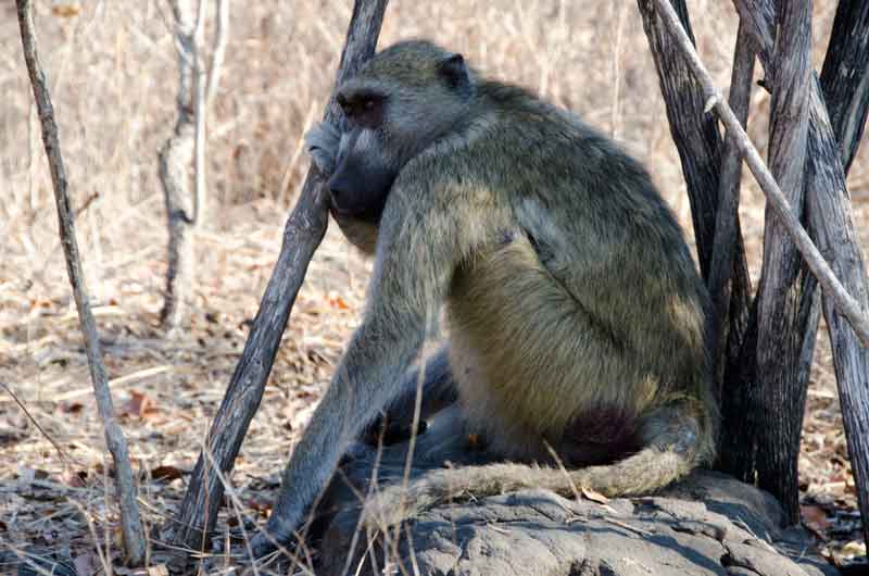 01 - Zambia - mono babuino - parque nacional Mosi-oa-tunya